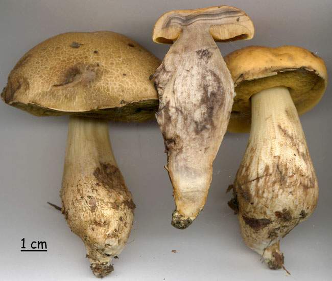 Leccinum crocipodium